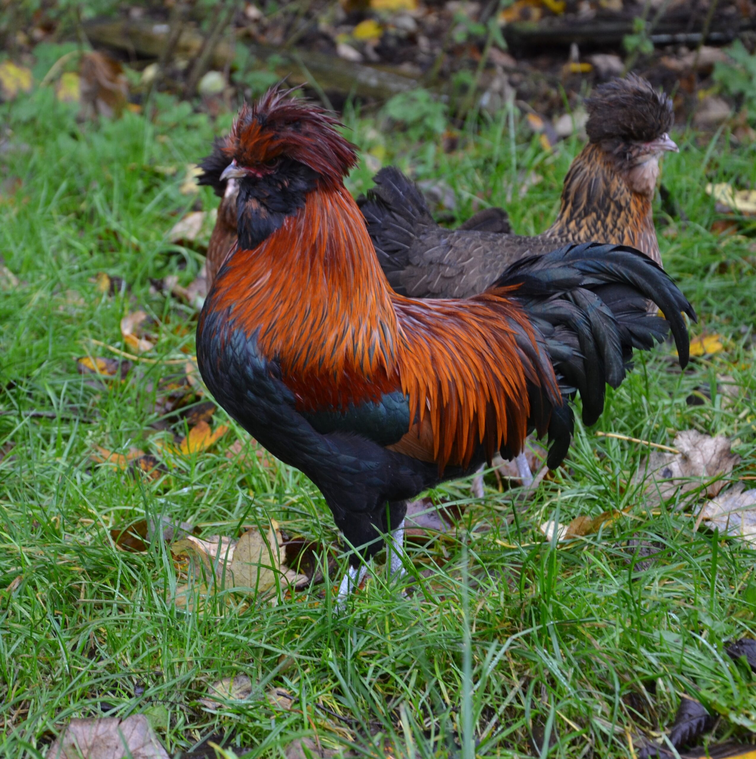 1DSC_0005 red