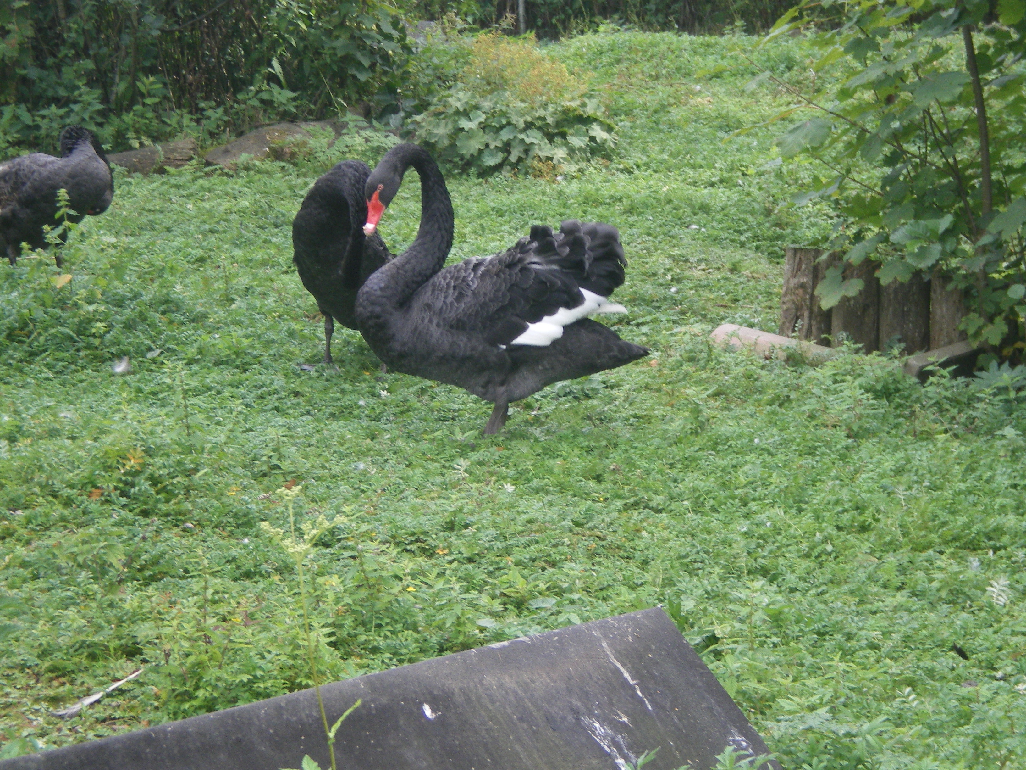 Sir fjerkræ 013
